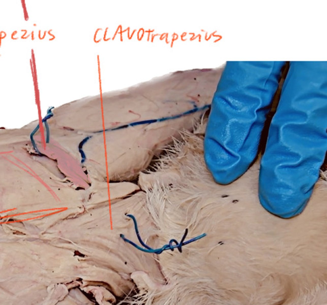 <p>Right under cats neck when on its belly</p>