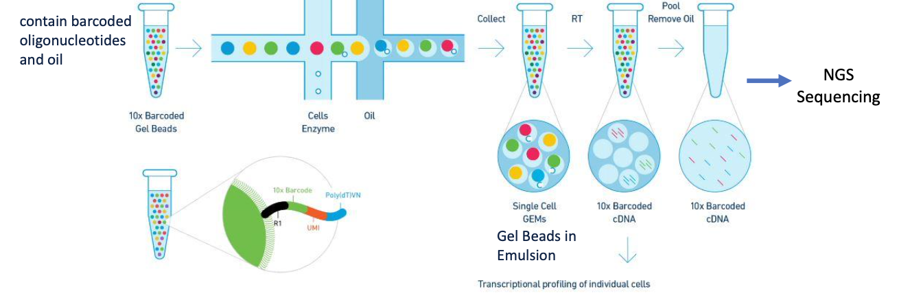 <p>-use microfluidic partitioning to capture single cells and prepare barcoded, NGS cDNA libraries</p><p>-cells are loaded at a limiting dilution in order to maximize the number of GEMs containing a single cell (doublet formation)</p>