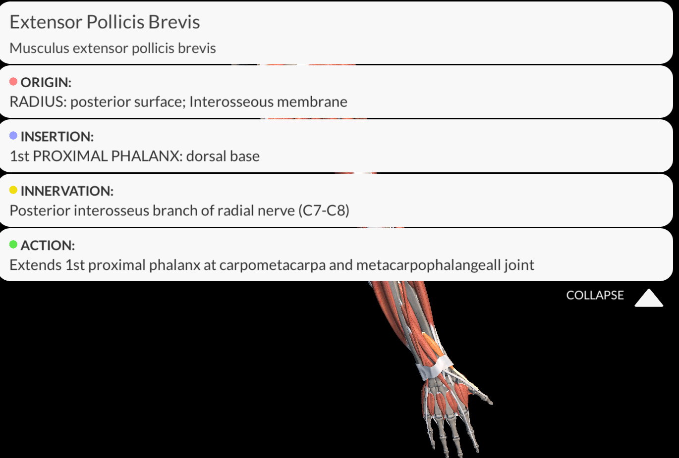 <p><strong><u>Origin</u></strong>: Posterior surface of the radius and the adjacent interosseous membrane.</p><p><strong><u>Insertion</u></strong>: base of the proximal phalanx of the thumb.</p><p><strong><u>Innervation</u></strong>: Posterior interosseous nerve</p><p><strong><u>Function</u></strong>: Extends metacarpophalangeal joint of the thumb; can also extend the carpometacarpal the joint of the thumb</p>