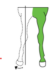 <p>moves a limb away from the median plane</p>