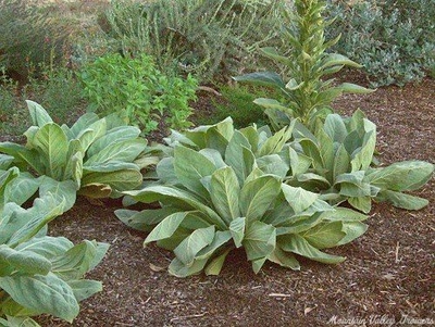 <p>Wooly mullein (Invasive)</p>