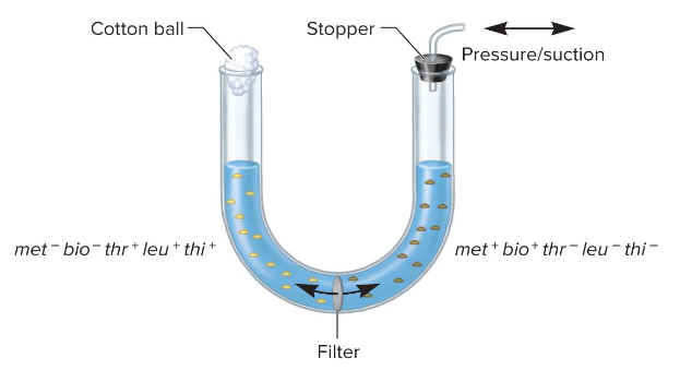 <p>Fill in the blank…</p><p>Davis conducted his experiment with a ( ), which contains a filter at the bottom with pores that are large enough for passage of genetic material but small enough to prevent passage of bacterial cells. He added the two strains to opposite sides of the filter and promoted movement of liquid with suction. </p><p>He then plated the two strains on growth media that selected for the all positive genotypes. </p><p>Did anything grow? ( ). As such, Davis concluded that bacteria must ( ) or undergo ( ) to transfer genetic material.</p>