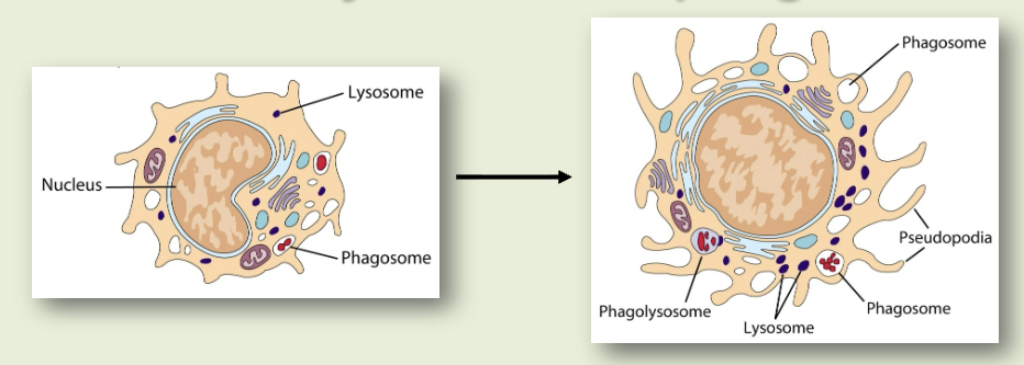 <p>2-12% of WBCs. increase in size 5 to 10 fold. increased phagocytic ability. high level of hydrolytic enzymes. secretes variety of soluble factors</p>