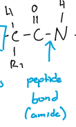 <p>A peptide bond connects amino acids. It is the bond from the last C group of one amino to the N of the other amino.</p>