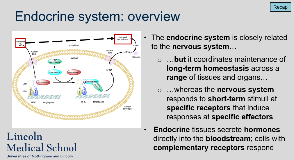 <ol><li><p>The endocrine system is closely related to the nervous system, as both systems are involved in coordinating the body&apos;s physiological responses. However, while the nervous system responds to short-term stimuli at specific receptors that induce responses at specific effectors, the endocrine system coordinates the maintenance of long-term homeostasis across a range of tissues and organs.</p></li><li><p>The endocrine system maintains homeostasis by secreting hormones directly into the bloodstream. Cells with complementary receptors respond to these hormones, allowing the endocrine system to coordinate physiological responses across multiple tissues and organs.</p></li></ol>