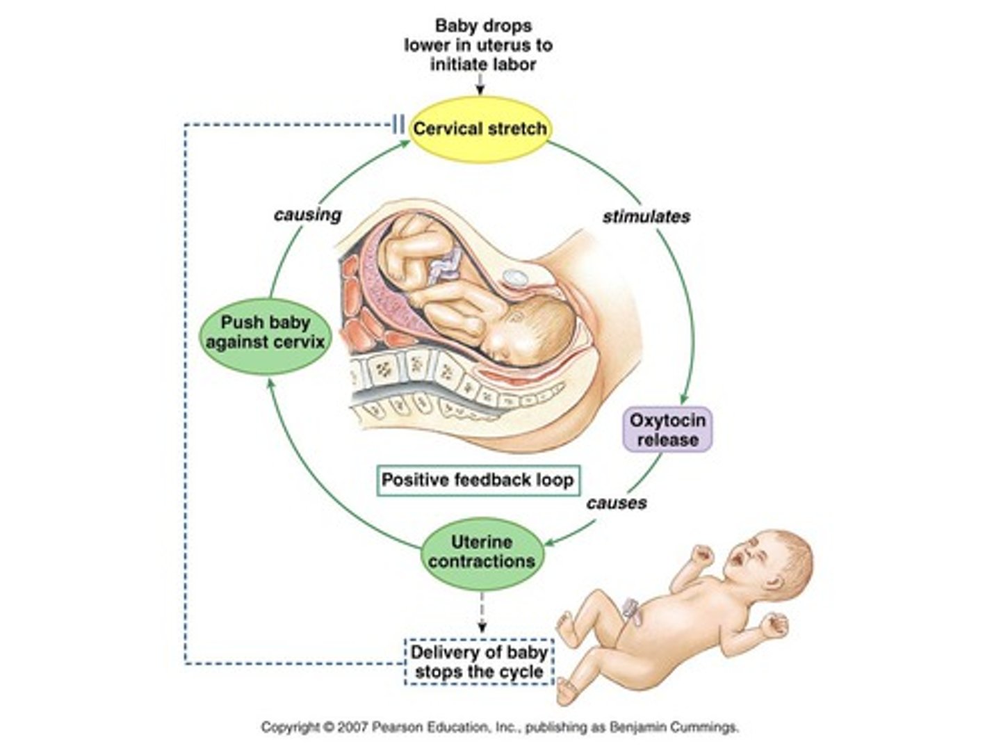 <p>A type of regulation that responds to a change in conditions by initiating responses that will amplify the change.</p><p>Takes organism AWAY from Homeostasis. NOT NORMAL IN THE BODY.</p><p>Ex) Birth, ovulation, blood clotting, sodium ion movement during an action potential.</p>