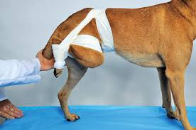 <p>What is one purpose of applying in the pictured sling</p>
