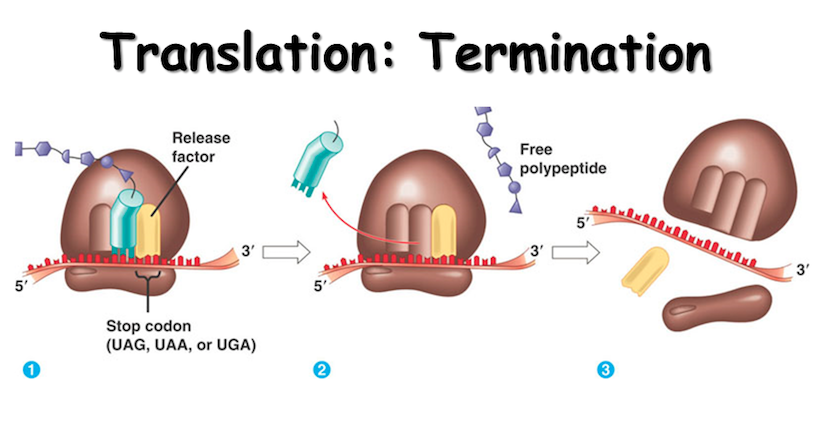 <p>A protein that binds to the ribosome when a stop codon is reached, triggering the release of the newly synthesized protein.</p>