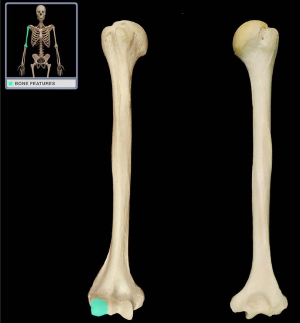 <p>Articulates with head of radius (dome-shaped surface lateral to trochlea)</p>