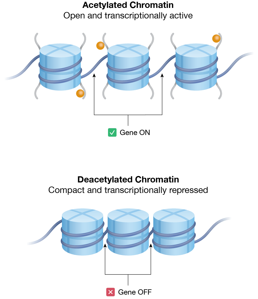 <ul><li><p>histone (blue cylinder) and nucleosome (coiled structure)</p></li><li><p>histone modification → coiling more relaxed so transcribed genes previously unavailable</p></li></ul>