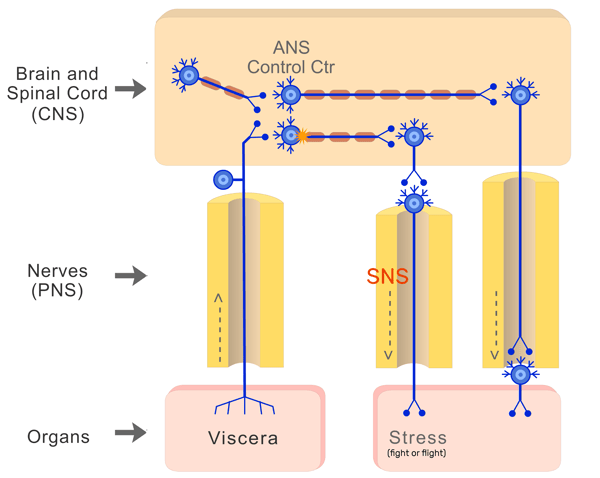 <ul><li><p>sensory receptors in viscera monitor internal environment</p></li><li><p>receptors send info back to cns thru afferent nerve fibers (afferent pathway)</p></li><li><p>info is integrated in the cns, where signals are interpreted by the hypothalamus (acting as control center)</p></li><li><p>hypothalamus makes a decision on the course of action and info is then sent from the cns to the effector organs or viscera</p></li><li><p>thru efferent nerve fibers (efferent pathway)</p></li><li><p>“decision” made by the hypothalamus may be sent down the syn/psyn pathway</p></li></ul><p></p>