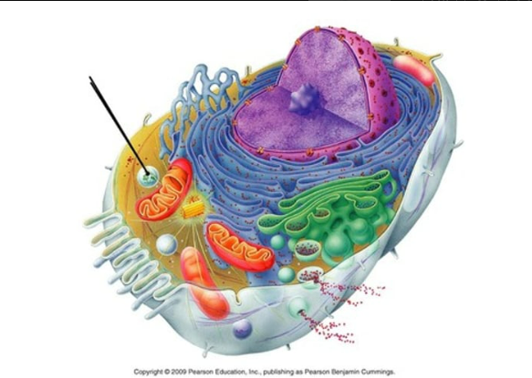 <p>function to digest worn-out cell organelles and foreign substances that enter the cell</p>