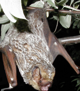 <p>hoary bat</p>