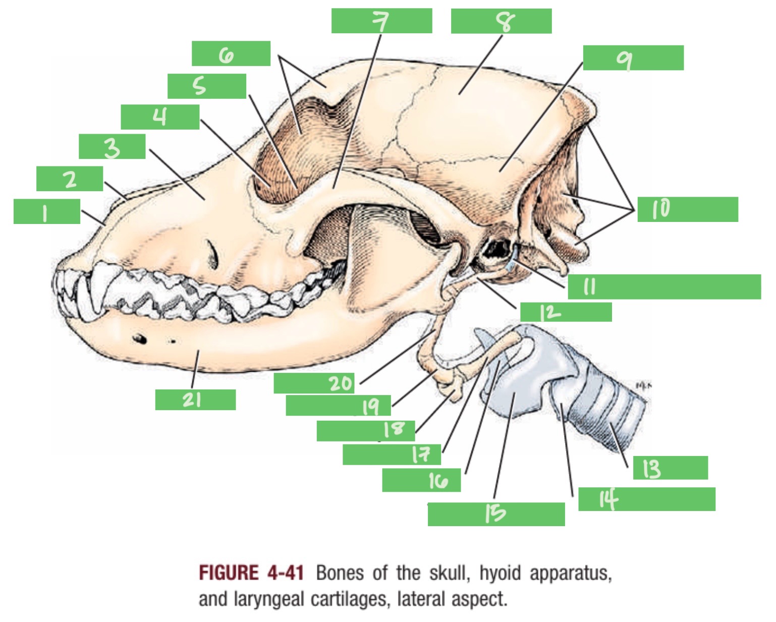 <p>21</p>