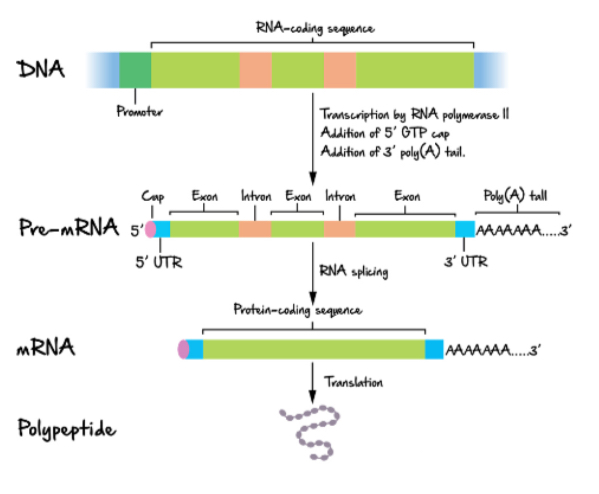 <p>an exclusive eukaryotic process that matures newly transcribed RNA (pre-mRNA) into functional messenger RNA (mRNA) via the addition of 5'cap, poly A-tail, and splicing</p>