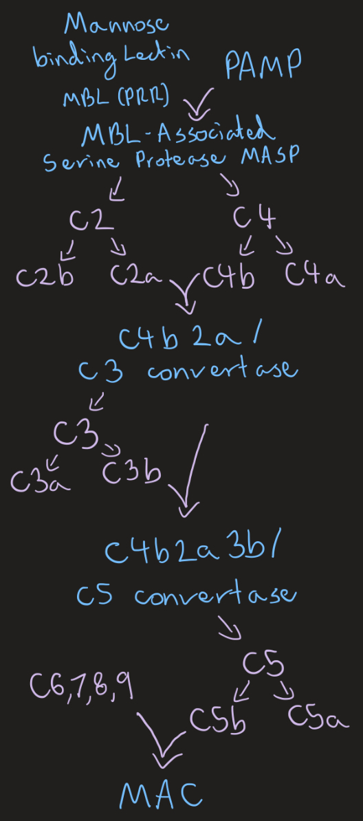 <ul><li><p>Triggered by lectins </p></li></ul><p></p>