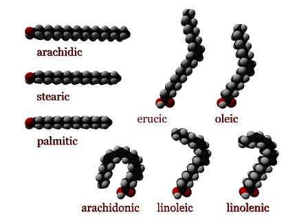 <p>fatty acid</p>