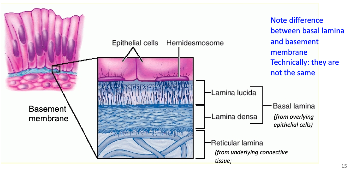 <p>A thin layer of specialized extracellular material between the basal surface of epithelial cells and the underlying connective tissue </p>