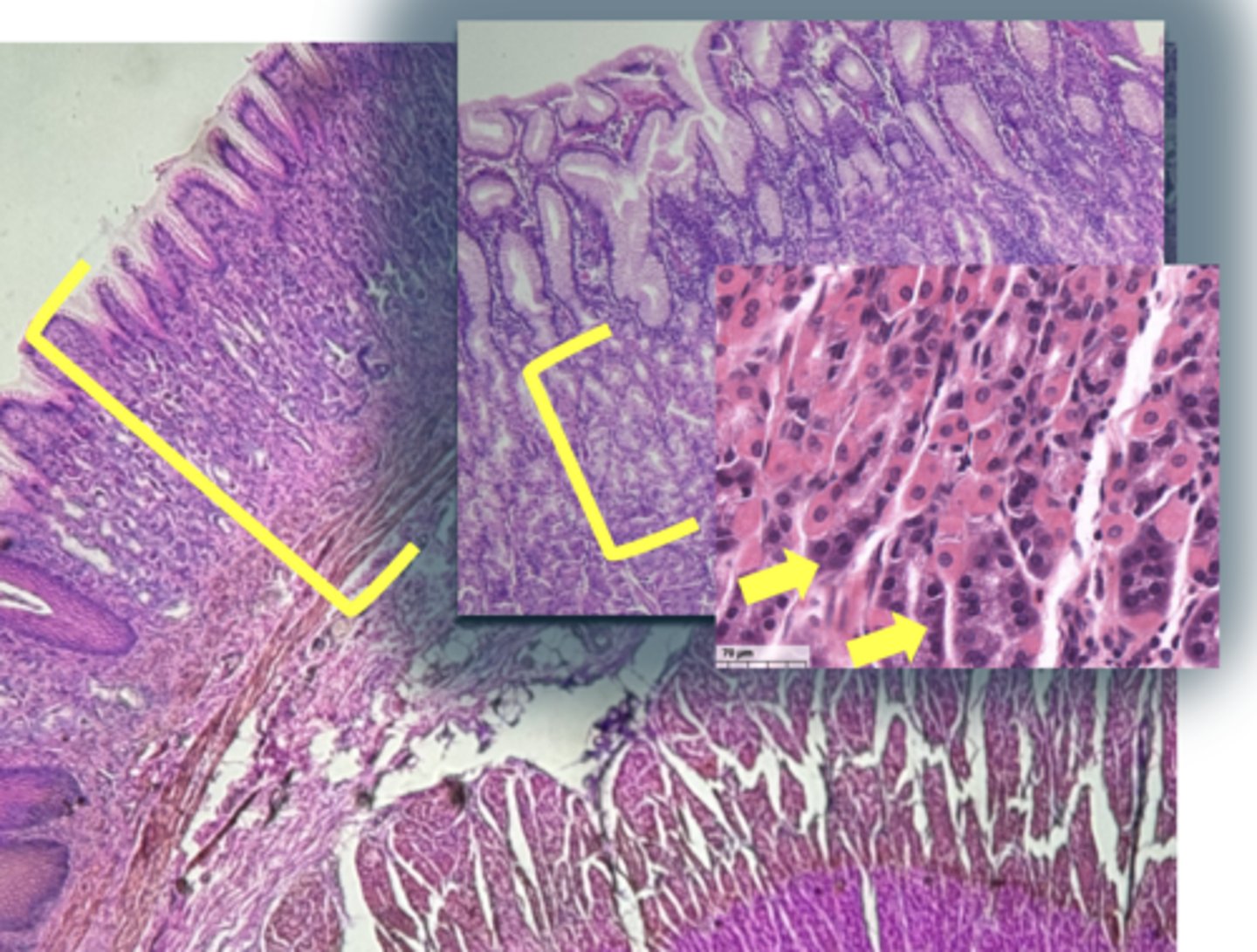 <p>name the cell & what it secretes</p>