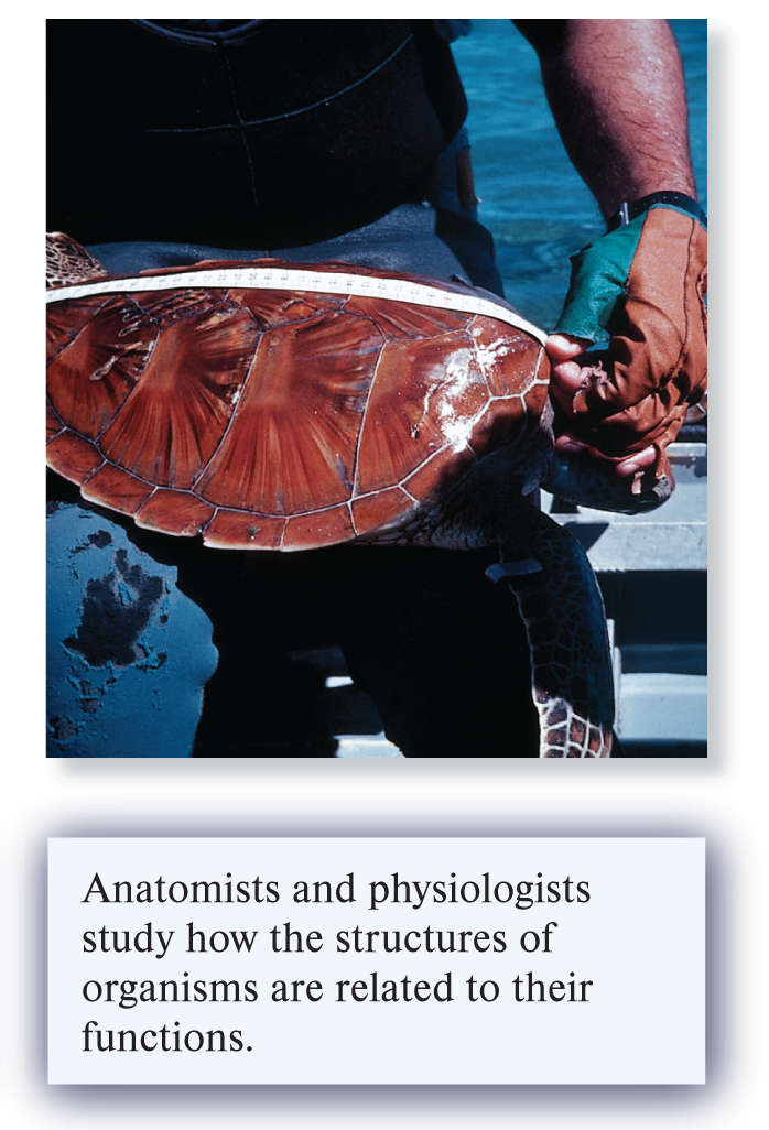 <ul><li><p>Levels tissue, organ, and organism levels </p></li><li><p>Anatomists and physiologists study how the structures of organisms are related to their functions </p></li></ul>