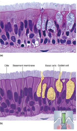 <p>Looks multilayered; some cells do not reach free surface, but all cells reach basement membrane; nuclei at several levels in deeper half of epithelium; often with goblet cells; often ciliated</p>