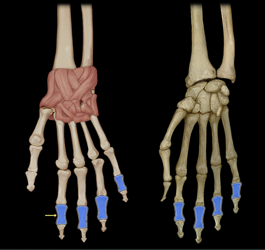 <p>Middle phalanges of fingers</p>