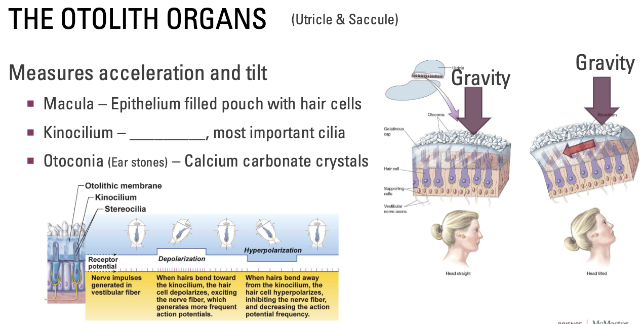 <p>Measures acceleration and tilt</p><ul><li><p>Macula – Epithelium filled pouch with hair cells</p></li><li><p>Kinocilium – <strong><u>Tallest</u></strong>, most important cilia</p><ul><li><p>When fluid fills the hairs, we feel the small hairs (stereocillia) in relation to the big hair</p></li></ul></li><li><p>Otoconia (Ear stones) – Calcium carbonate crystals</p><ul><li><p>Tilt: Gravity pushes on otoconia → pushes on liquid → pushes on little hairs relative to this big hair → hair cells receive information and send down vestibular axons</p></li></ul></li></ul><ul><li><p>Baseline of action potentials; firing rate increase/decreases depending on the amount of tilt</p><ul><li><p>Cilia bend toward big hair = depolarization</p></li><li><p>Cilia bend away from big hair = hyperpolarization</p></li></ul></li></ul><p></p>