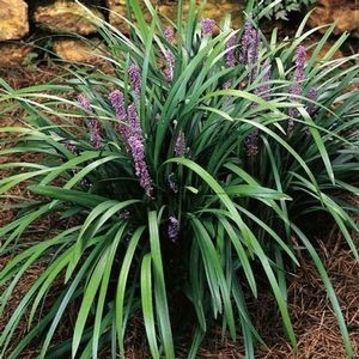 <p>Ophiopogon japonicus</p>