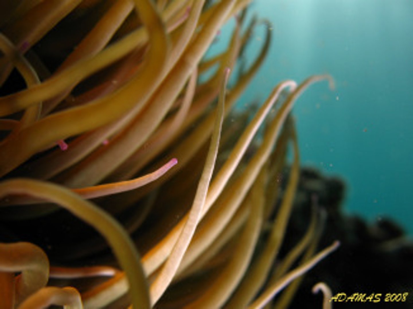 <p>stinging structure within each cnidocyte of a cnidarian that is used to poison or kill prey</p>