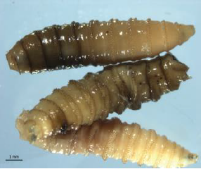<p>What Calliphoridae larvae is this?</p>