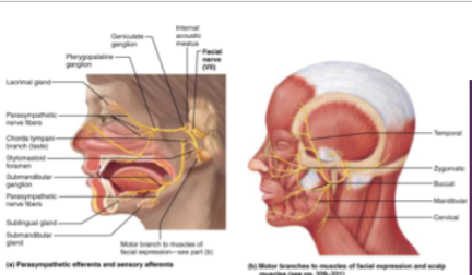 <p>—Motor nerve of face and scalp movement&nbsp; &nbsp; &nbsp; &nbsp; &nbsp; &nbsp; &nbsp; &nbsp; &nbsp; &nbsp; &nbsp; &nbsp; &nbsp; &nbsp; &nbsp; &nbsp; &nbsp; &nbsp; &nbsp; &nbsp; &nbsp; &nbsp; &nbsp; &nbsp; &nbsp; &nbsp; &nbsp; &nbsp; &nbsp; &nbsp; &nbsp; &nbsp; &nbsp; &nbsp; &nbsp; &nbsp; &nbsp; &nbsp; &nbsp; &nbsp; &nbsp; &nbsp; &nbsp; &nbsp; &nbsp; &nbsp; &nbsp;—Sensory nerve of taste and ear sensation</p>