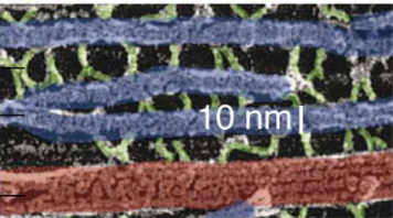 <ol><li><p>Their stretch and recoil provide structural integrity to the non-stagnant axons that are deformed by muscle acfivity</p></li><li><p>Increased IF density strengthens and improves the conduction of electrical signaling</p><ol><li><p>They thus define the diameter of axons</p></li></ol></li><li><p>They strengthen long and thin neuronal processes</p></li><li><p>They integrate neurons to skin and extracellular surfaces.</p></li></ol><p></p>