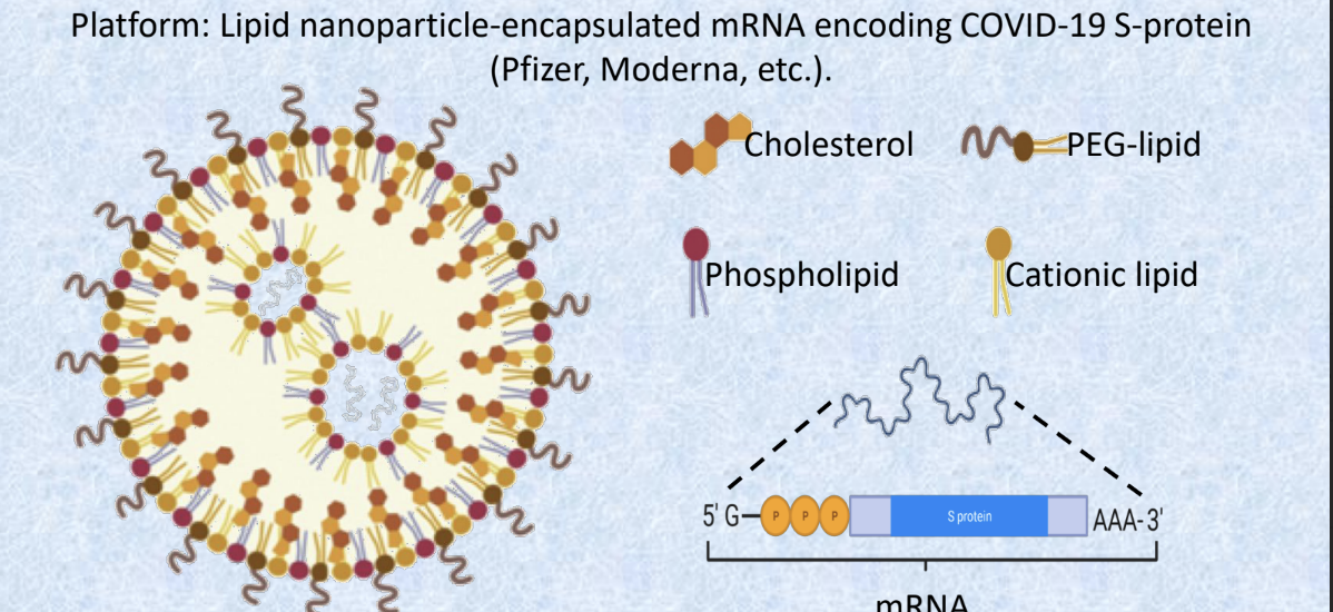 <ul><li><p>platform = lipid nanoparticle-encapsulated mRNA encoding COVID-19 S protein</p></li><li><p>lipid nanoparticles (LPNs) are prepared through rapid mixing, often facilitated by microfluidic devices</p></li><li><p>LPNs are formed through a cascade of merging smaller lipid vesicles</p></li></ul><p></p>
