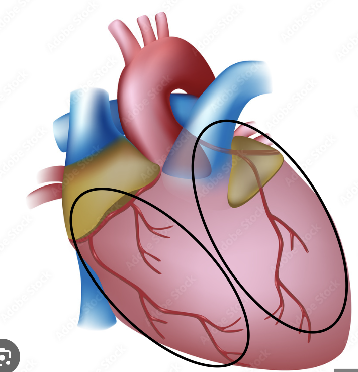 <p><span>Blood vessels that carry oxygen-rich blood to the heart muscle</span></p>