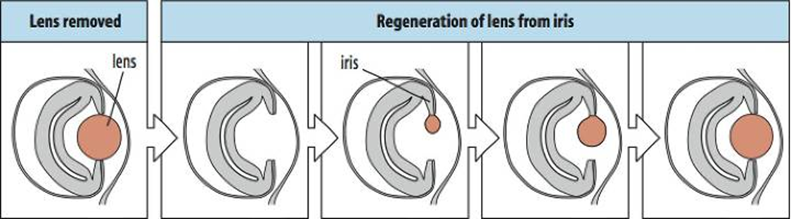<p><span>Urodele (“tailed”) amphibians are the masters of regeneration in the vertebrate kingdom. They can regenerate their dorsal crest(1), their limbs(2) their retina (3) and lens(4), their jaw (5) and their tail. Interestingly lens regeneration occurs from the iris as is shown in the bottom panel, thus cells need to transdifferentiate.</span></p><p style="text-align: left"><span>An example of limb regeneration is shown on the right. As you can see regeneration occurs from a level that is approriate to where the cut was made, a distal amputation only regenerates distal structures, whereas a proximal amputation also regenerates proximal structures. So the tissue seems to know which tissues need to be reformed.</span></p><p style="text-align: left"><span>In the case of the newt, all this regeneration occurs by growth of new tissue, therefore it is of the epimorphic type. If you take the limb as an example, regeneration involves production of various tissue types like bone, muscle, blood vessels, and skin. So an important question concerns the origin of the cells, where to they come from??</span></p><p style="text-align: left"><span>Are there special cells that are set aside for regeneration (a quiescent stem cell) or is it done by dedifferentiation of particular cell types. The origin of the regenerate is a really interesting question.</span></p><p></p><p></p><p><span>Epimorphic</span></p><p style="text-align: left"><span>Limb:</span></p><p style="text-align: left"><span>Various tissues</span></p><p style="text-align: left"><span>Origin??</span></p>