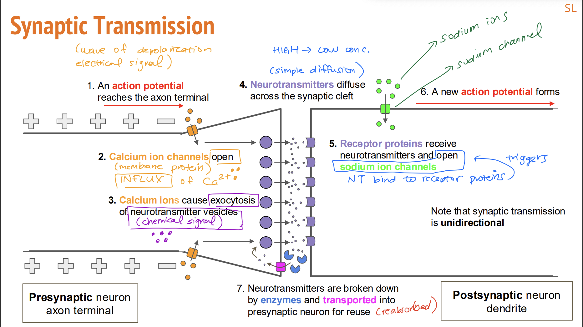 <p>[9]</p><div data-type="horizontalRule"><hr></div><p>Include uptake of calcium in response to depolarization of a presynaptic membrane and its action as a signalling chemical inside a neuron</p>