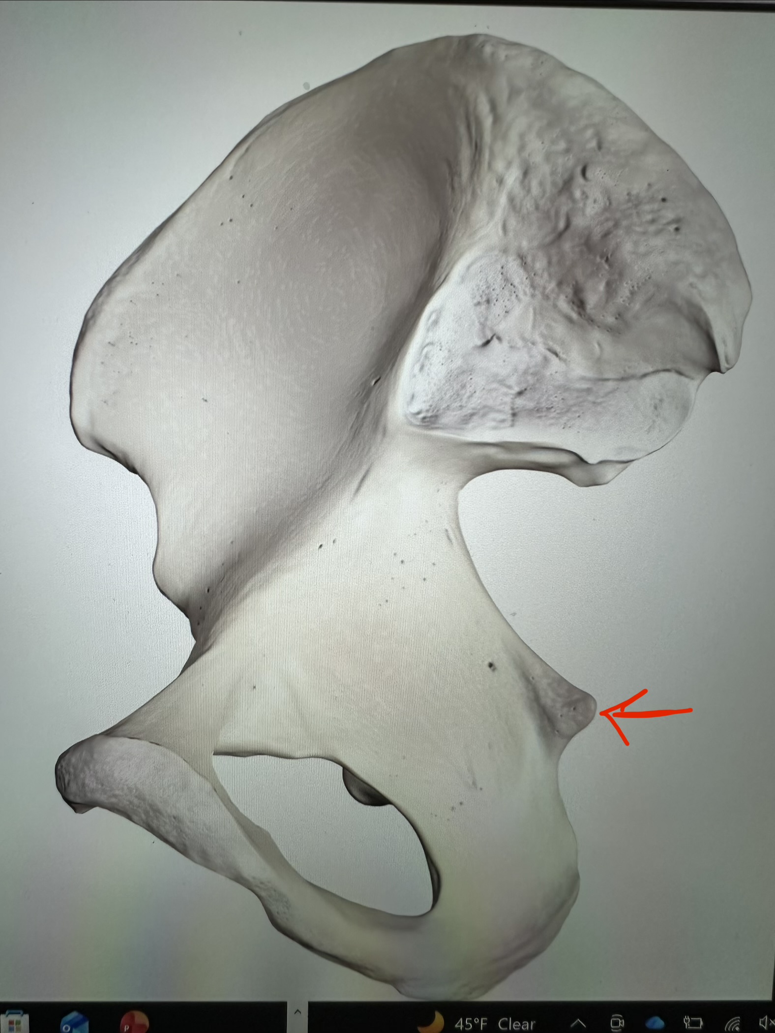<p>os coxae, spine located just below greater sciatic notch</p>