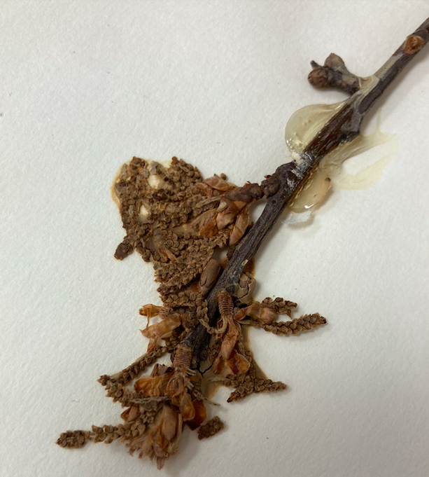 <p>Family + Genus?</p>