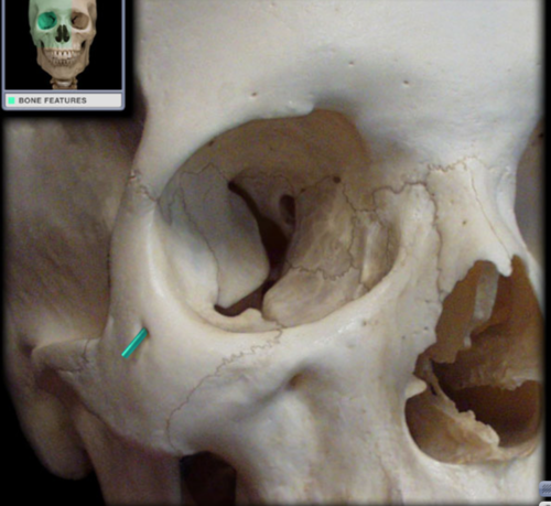 transmits namesake nerve