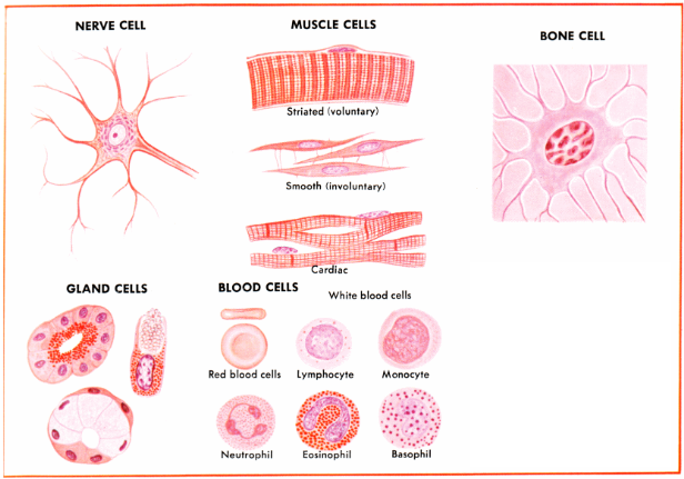 <ol><li><p>Nerve Cell</p></li><li><p>Muscle Cell</p></li><li><p>Bone Cell</p></li><li><p>Blood Cell</p></li><li><p>Gland Cell</p></li></ol><p></p>