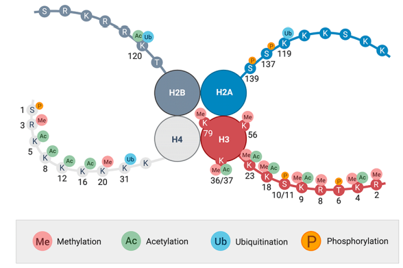 <p>refers to the alteration of histones to regulate gene expression</p><ul><li><p>methylation, phosphorylation, ubiquitarian, acetylation</p></li></ul><p></p>