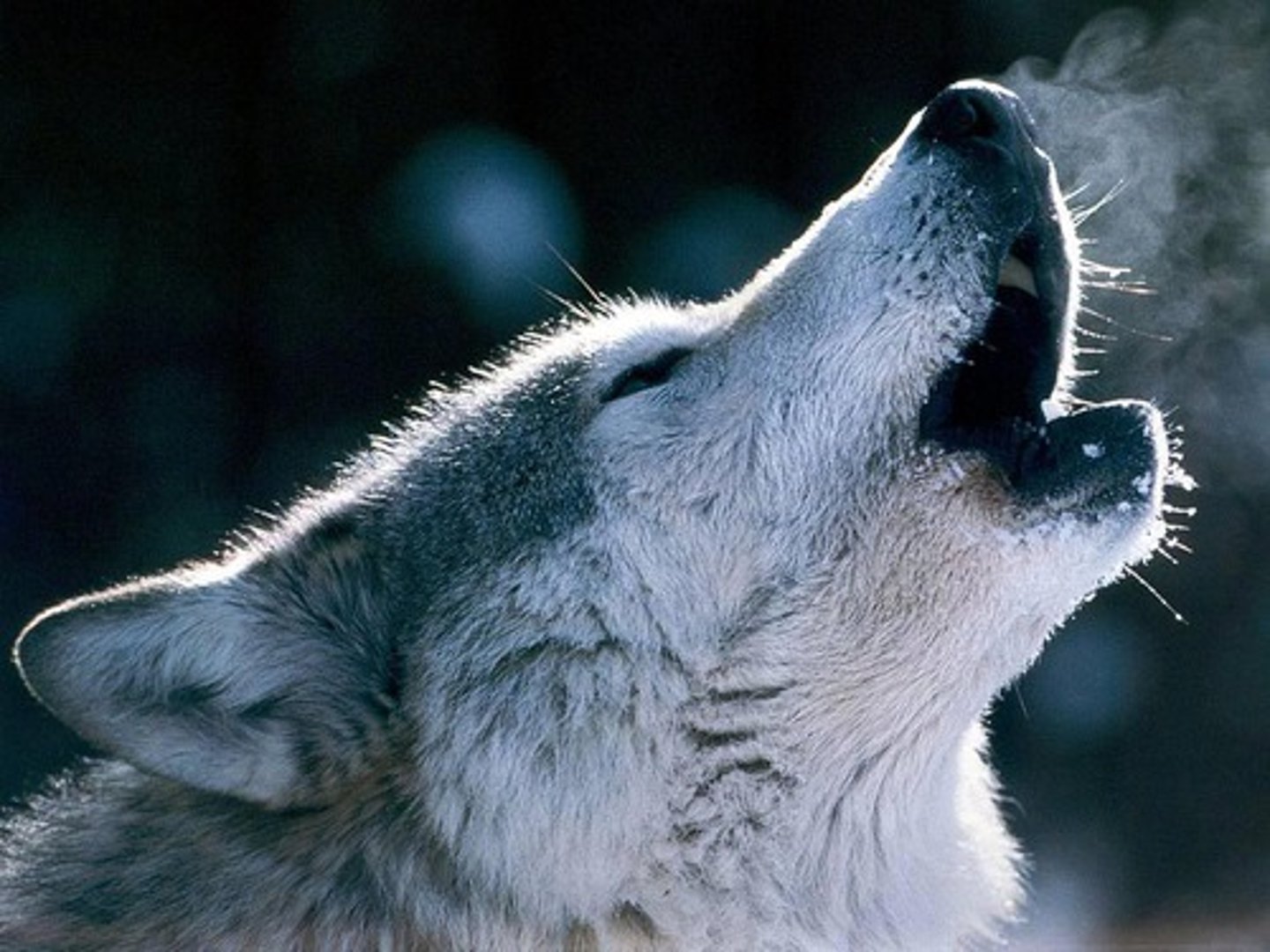 <p>emitir ruidos como ciertos animales(perros, lobos)</p>