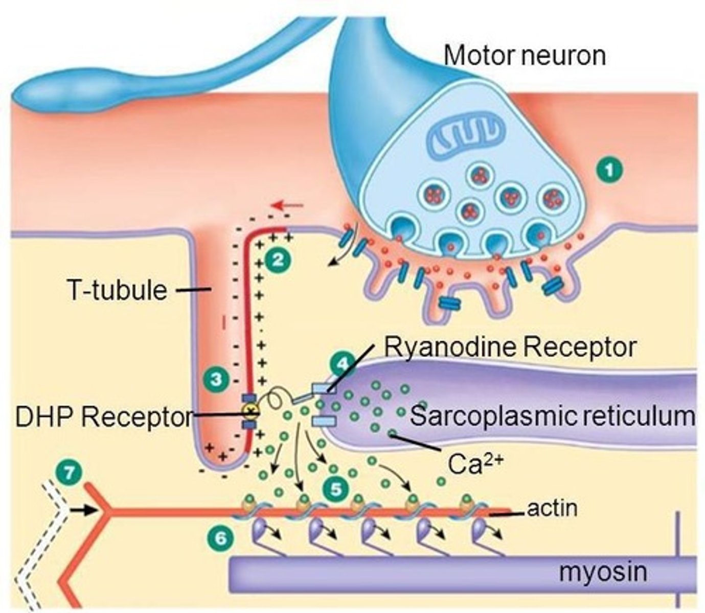 <p>Excitation-contraction coupling is the process that links the electrical signal to muscle contraction.</p>