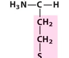 <p>What Amino Acid is This?</p>