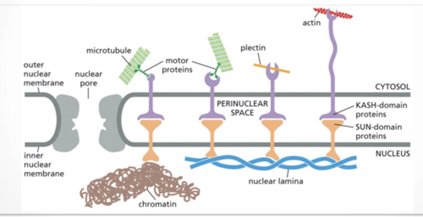 <p>HOLDING THE NUCLEUS IN PLACE</p><p>CELL DIVISION</p><p>Microtubules = mitotic spindle</p><p>Actin + myosin =</p><p>Physically split the cell</p><p>Form contractile ring</p><p>Tighten like a belt</p><p>ACTIN + MICROTUBULES IN CELL POLARITY</p><p>Microtubules:</p><p>Deliver materials (vesicles)</p><p>Define direction</p><p>Actin:</p><p>Forms cortex (outer structure)</p><p>Controls shape + tension</p><p>Adhesion proteins:</p><p>Anchor cells to each other</p>