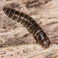 <p>Look like segmented, armored worms with three tails and baby antennae</p>