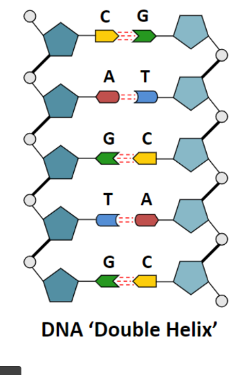 <ul><li><p>Purines and pyrimidines are attracted to each other by hydrogen bonds, which cause two nucleic acid chains to join together. (C-G pairs have 3 bonds!)</p></li><li><p>The sugars and phosphates are bonded by covalent bonds, making a very strong and rigid ‘back bone’.</p></li><li><p>The 5’- phosphate group of one nucleotide attaches to the sugar of another nucleotide (at the 3’-hydroxyl group) IMPORTANT!!</p></li></ul>