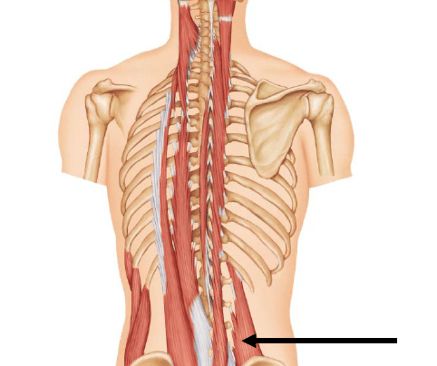 <p>Origin:</p><p>iliac crest</p><p>Insertion:</p><p>12th rib and T.P. of lumbar vertebrae</p><p>action:</p><p>- unilateral: laterally flexes vertebral column</p><p>- bilateral: depresses ribs during forced exhalation; stabilizes diaphragm during inhalation</p>