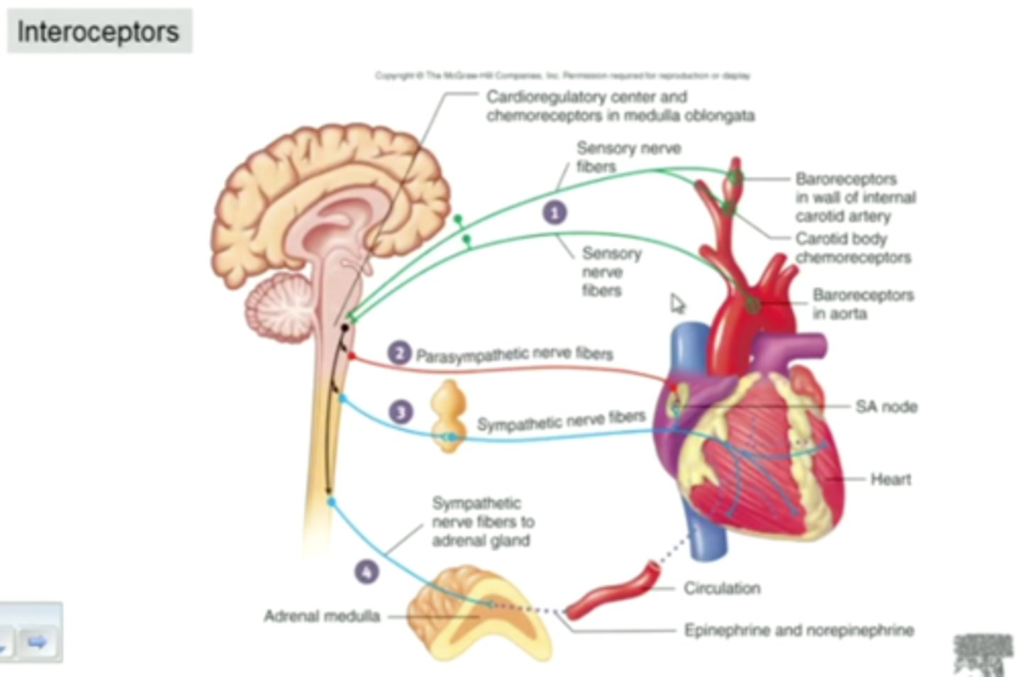 <p>- Receive sensory information from inside the body. Detect internal body sensation.</p><p>- Examples: from the viscera (hollow organs), stomach pain, pinched spinal nerves, and deep skin inflammation</p>