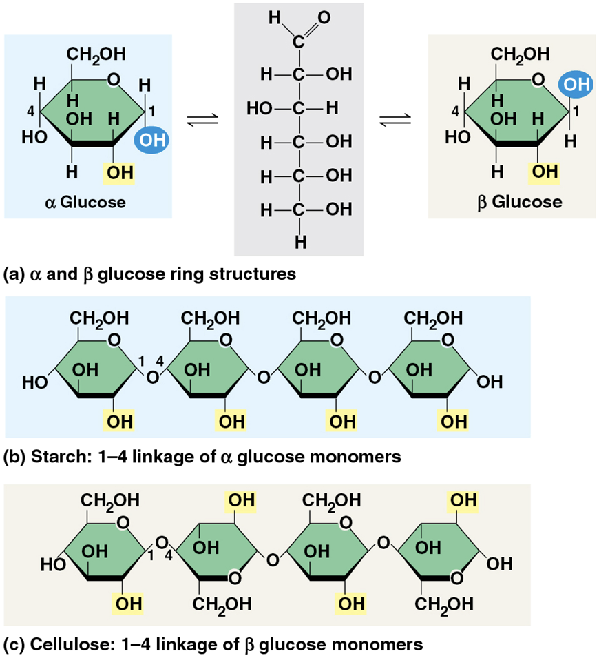 <ul><li><p>Like starch, cellulose is a polymer of glucose, but the glycosidic linkages differ</p></li><li><p>The difference is based on two ring forms for glucose: <strong><u>alpha (α) and beta (β)</u></strong></p><ul><li><p>Enzymes that digest starch by hydrolyzing α linkages can’t hydrolyze β linkages in cellulose</p></li></ul></li><li><p>Some hydroxyl groups on the monomers of cellulose can hydrogen-bond with hydroxyls of parallel cellulose molecules</p></li></ul><p></p>